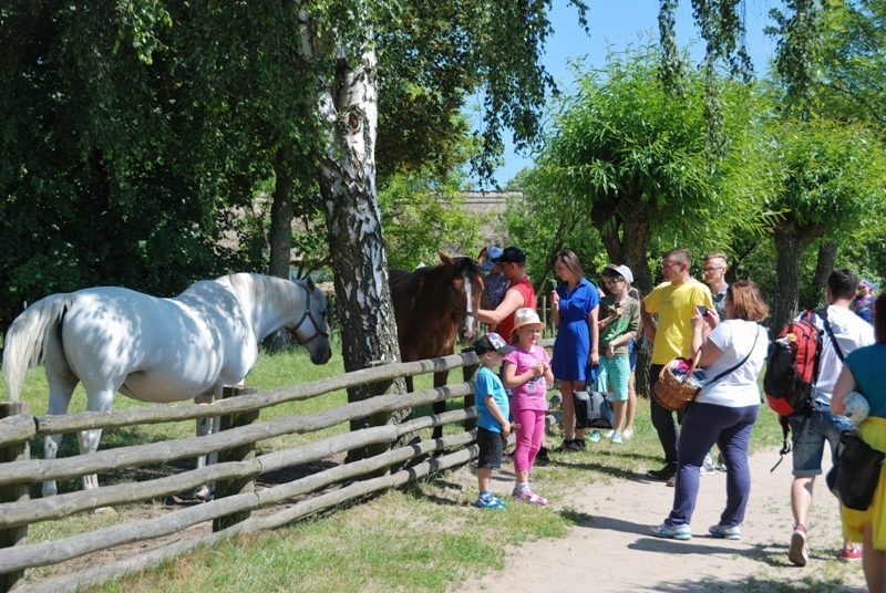 Dzień Dziecka 2016, skansen w Sierpcu - zwiedzający spacerują między zagrodami, za ogrodzeniem koń