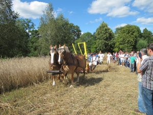 Żniwa 2016, skansen w Sierpcu - w polu konie ciągną żniwiarkę