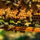 Plaster miodu i pszczoły - Skansen w Sierpcu