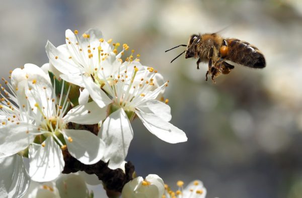 Pszczoła lecąca do kwiatu