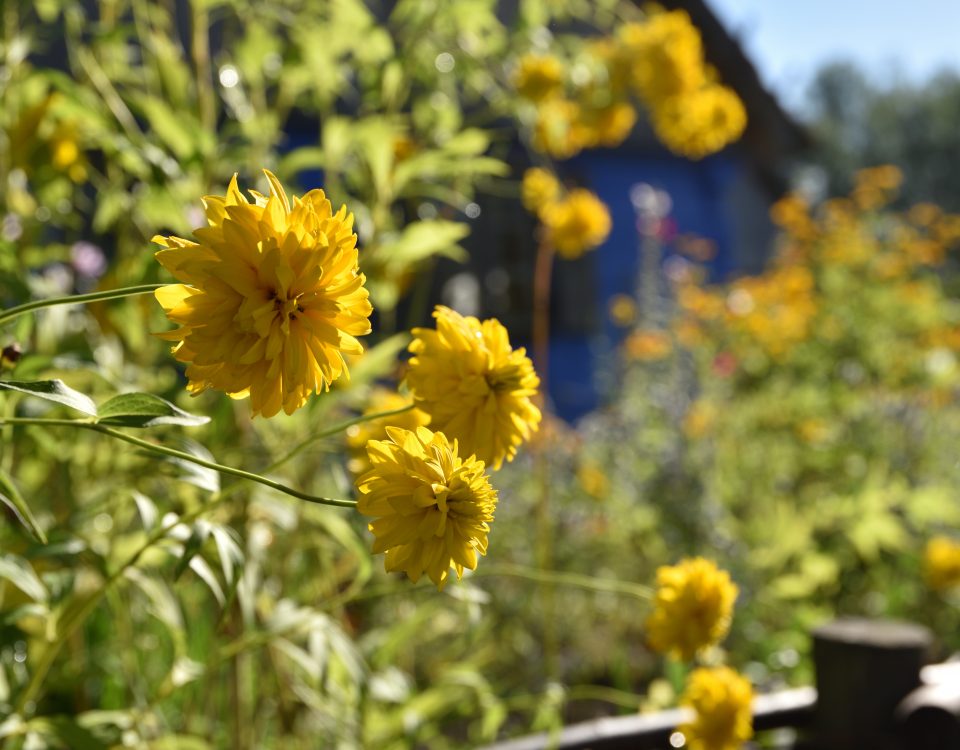 Zbliżenie na kwiaty w ogrodzie wiejskim, w tle chałupa - Skansen w Sierpcu