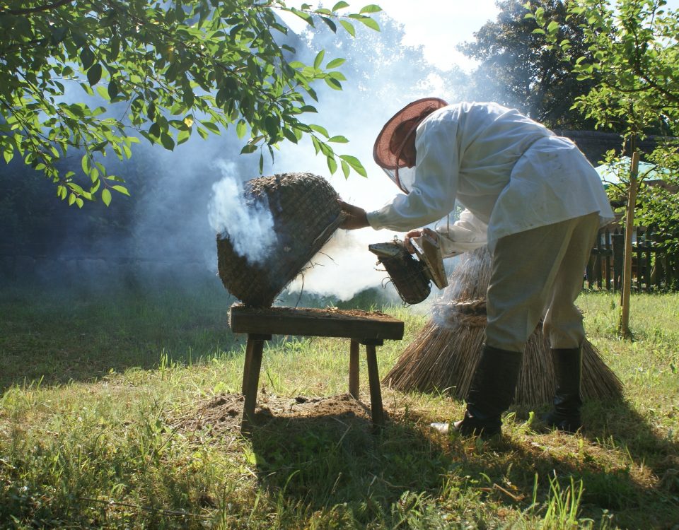 Pszczelarz w stroju pracuje przy ulu ze słomy, MWM Sierpc