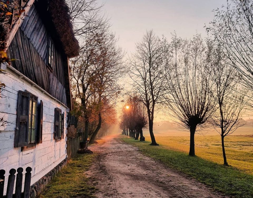 Poranek, wschód słońca jesienią, po lewej wiejska chata, środkiem biegnie droga, wzdłuż której rosną wierzby - Skansen w Sierpcu