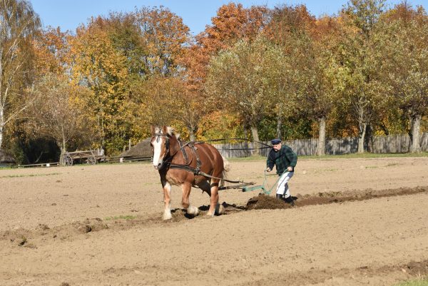 Mężczyzna orzący w konia pole jesienią