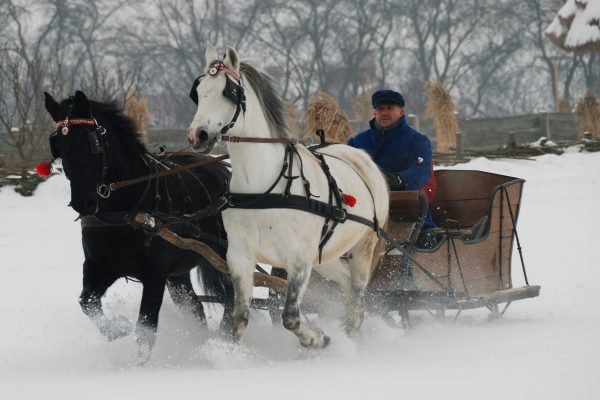 Zima, para koni ciągnie sanie, na koźle gospodarz - skansen w Sierpcu