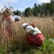 kobiety w iwjskich strojach na polu żyta stroją przepiórkę