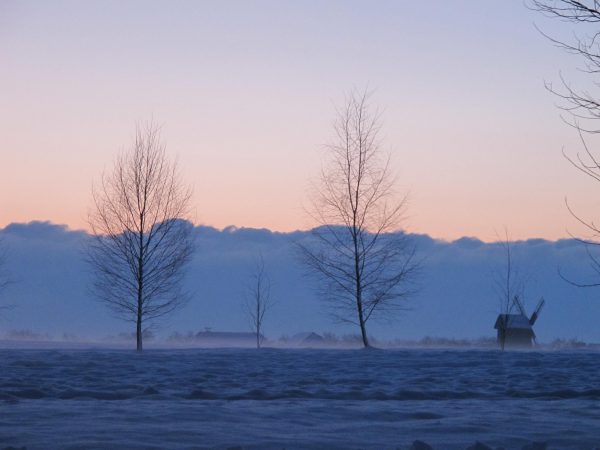 Zimowy krajobraz pól, w oddali drzewa